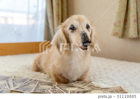愛犬の介護費用 愛犬の介護費用 31110885