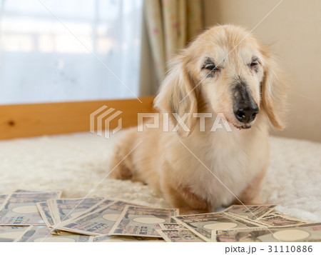 愛犬の介護費用 愛犬の介護費用 31110886