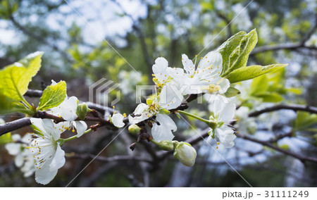 Apple in bloom. Tree branch with white flowers Apple in bloom. Tree branch with white flowers 31111249