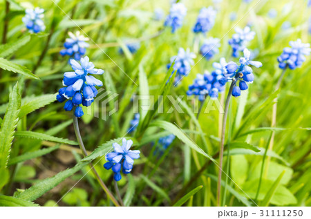 Muscari. Blue flowers in spring garden Muscari. Blue flowers in spring garden 31111250