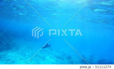 沖縄 渡嘉敷島の渡嘉志久ビーチ マダラトビエイの水中写真 沖縄 渡嘉敷島の渡嘉志久ビーチ マダラトビエイの水中写真 31111274