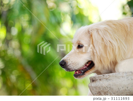 lovely funny white cute fat compact size young dog 31111693