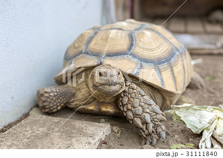 ケヅメ陸亀の写真素材