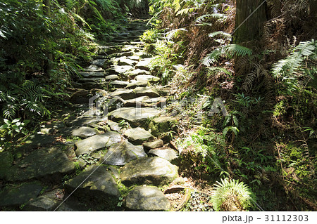 三重県・熊野古道・伊勢路・馬越峠 31112303