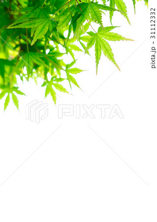 森林　葉っぱ　エコロジー　見上げる　植物　春イメージ　文字スペース 31112332