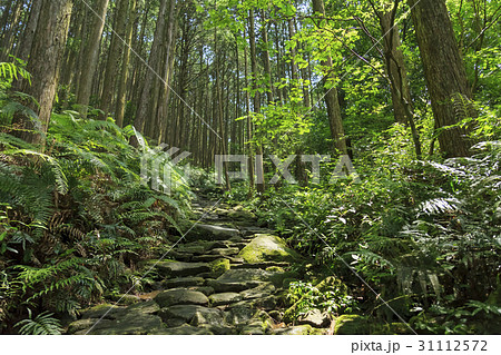 三重県・熊野古道・伊勢路・馬越峠 三重県・熊野古道・伊勢路・馬越峠 31112572