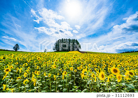 《北海道》美瑛・マイルドセブンの丘 《北海道》美瑛・マイルドセブンの丘 31112693