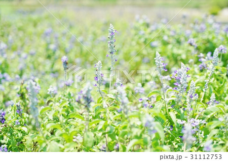 ラベンダー（Lavender）、ラベンダー畑（Lavender Farm） 31112753