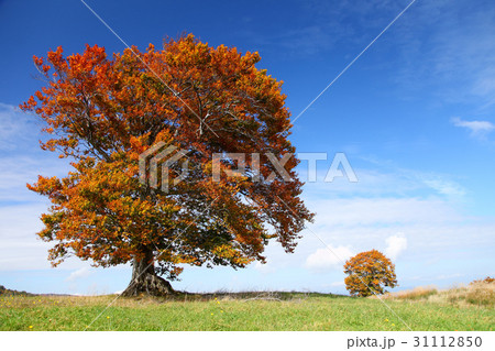 秋晴れの放牧場 31112850