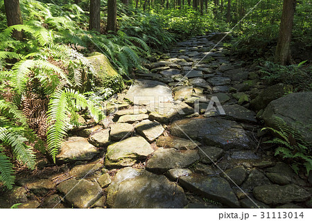 三重県・熊野古道・伊勢路・馬越峠 31113014