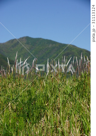 チガヤと虚空蔵山と大峰山 チガヤと虚空蔵山と大峰山 31113124