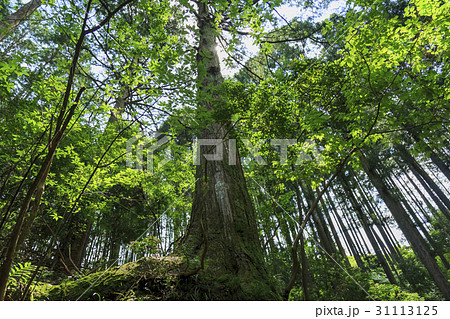 三重県・熊野古道・伊勢路・馬越峠 31113125
