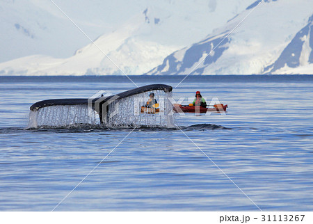 Humpback whale tail with kayak, ship, boat 31113267
