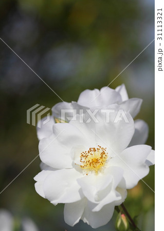 白い薔薇、光を浴びて 白い薔薇、光を浴びて 31113321