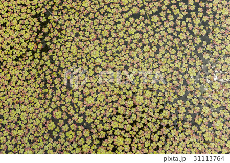 Aquatic plant - duckweed in the water. Aquatic plant - duckweed in the water. 31113764