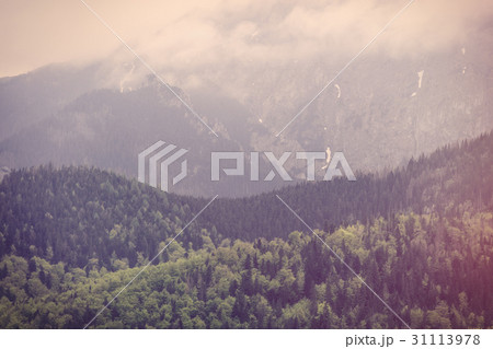 Fog in the fir forest in autumn or spring time Fog in the fir forest in autumn or spring time 31113978