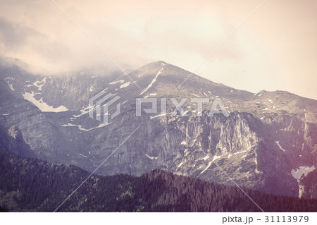 Fog in the fir forest in autumn or spring time Fog in the fir forest in autumn or spring time 31113979