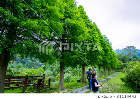 一列 木 ツリー 31114443