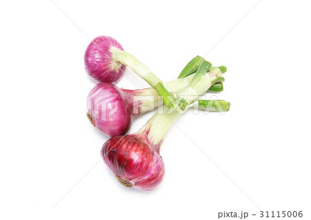 紫タマネギ 31115006