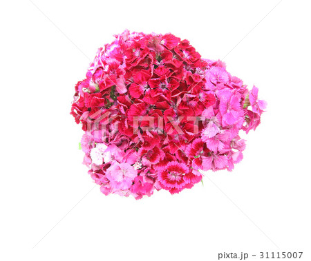 セキチクの花束  31115007