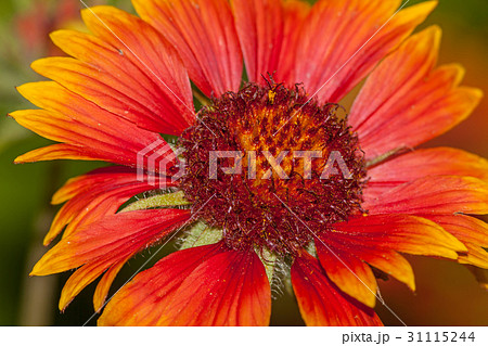Red flower Helenium autumnale Red flower Helenium autumnale 31115244