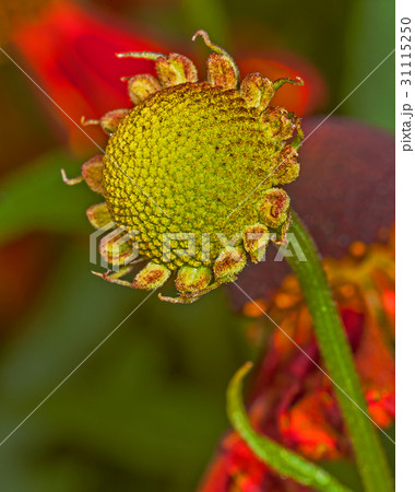 Red flower Helenium autumnale Red flower Helenium autumnale 31115250