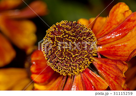Red flower Helenium autumnale Red flower Helenium autumnale 31115259