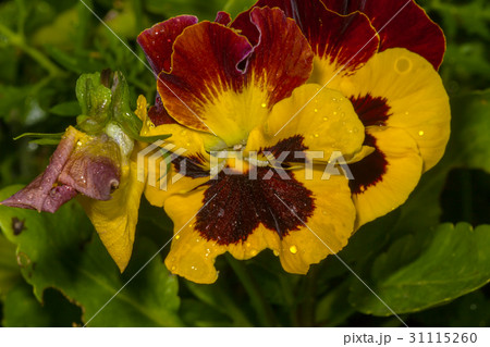 Yellow-violet flowers 31115260