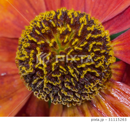 Red flower Helenium autumnale Red flower Helenium autumnale 31115263