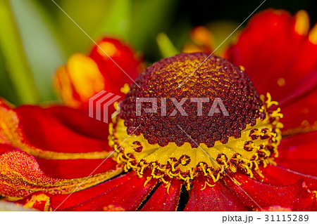 Red flower Helenium autumnale Red flower Helenium autumnale 31115289