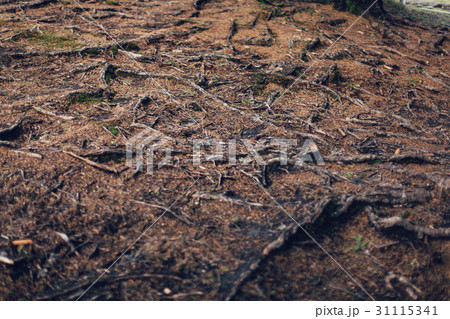 Roots  old tree without ground organic background 31115341