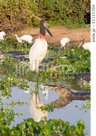 Jabiru stork bird on the nature in Pantanal 31115704