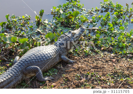 caiman which heats up in the morning sun. 31115705