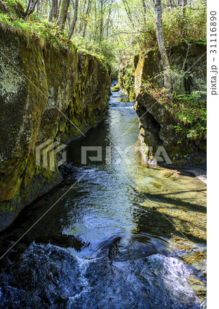 樽前ガロー 31116890