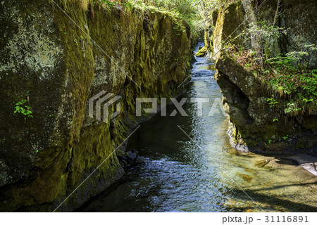 樽前ガロー 31116891