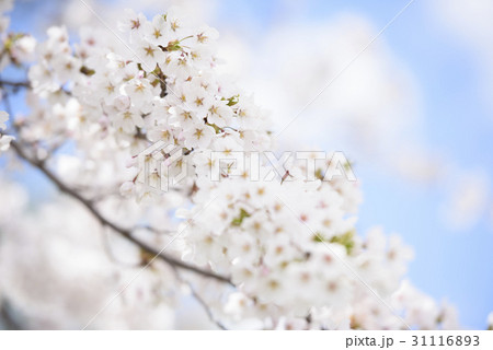 ソメイヨシノ 31116893