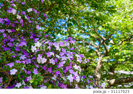 伊豆下田、了仙寺境内のアメリカジャスミン（ニオイバンマツリ） 31117025