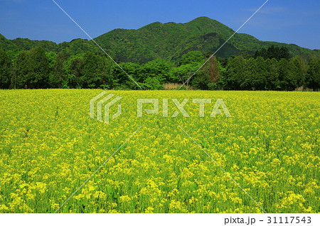 矢巾　煙山の菜の花畑 31117543