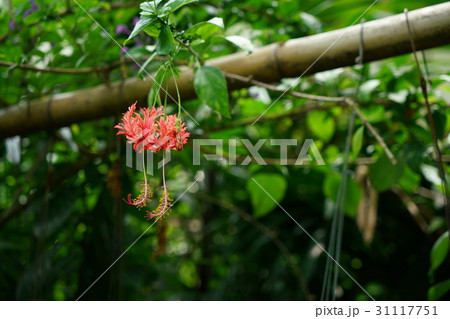 タイ王国バンコクで咲く、ハイビスカス（Hibiscus） 31117751