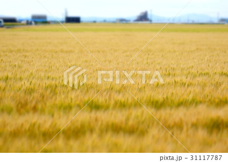 佐賀平野（小麦畑） 31117787