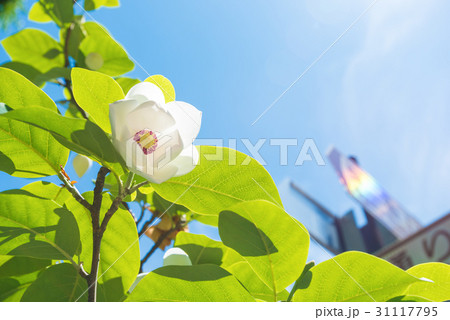 大山蓮華01 大山蓮華01 31117795