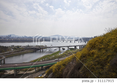 江辺北路 レンギョウ 東部幹線道路 31117915