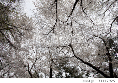 木 桜 ソウル 31117925