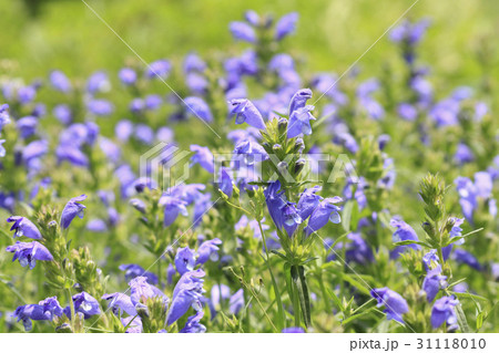 花 見よ 植物 31118010