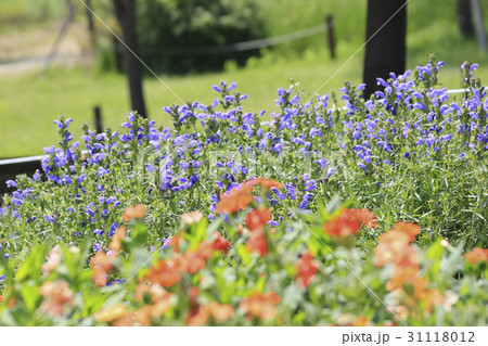 公園 花 松坡区 31118012