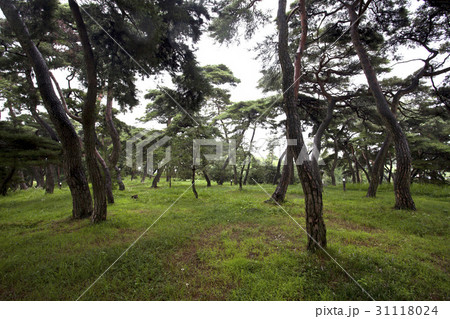 ゴマナル 松 忠南 31118024