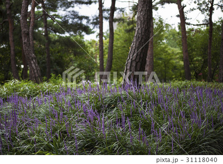 ソウル 汝矣島公園 証券 31118040