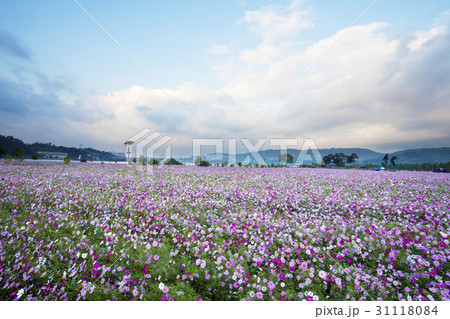 京畿道 キョンギド 銅ライオン橋 31118084
