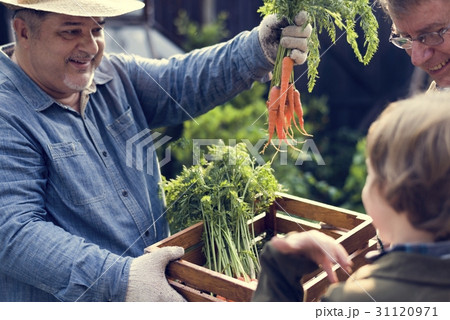 Adult Farmer Man Offering Fresh Carrot Adult Farmer Man Offering Fresh Carrot 31120971