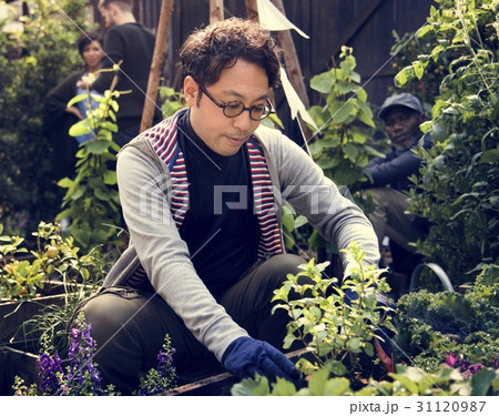 Man Harvesting Fresh Organic Vegetable Man Harvesting Fresh Organic Vegetable 31120987